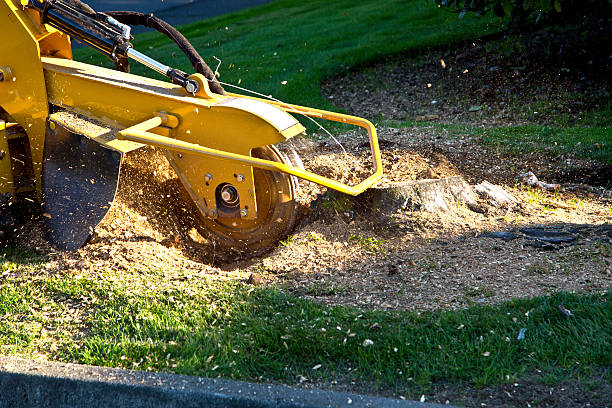 How Our Tree Care Process Works  in  Elizabeth Lake, CA